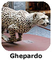 Ghepardo